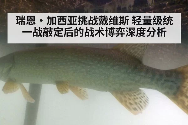 瑞恩·加西亚挑战戴维斯 轻量级统一战敲定后的战术博弈深度分析
